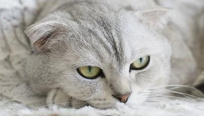 世界杯官方app-【中超】莫雷诺攻入制胜球 申花1比0送苏宁赛季首败